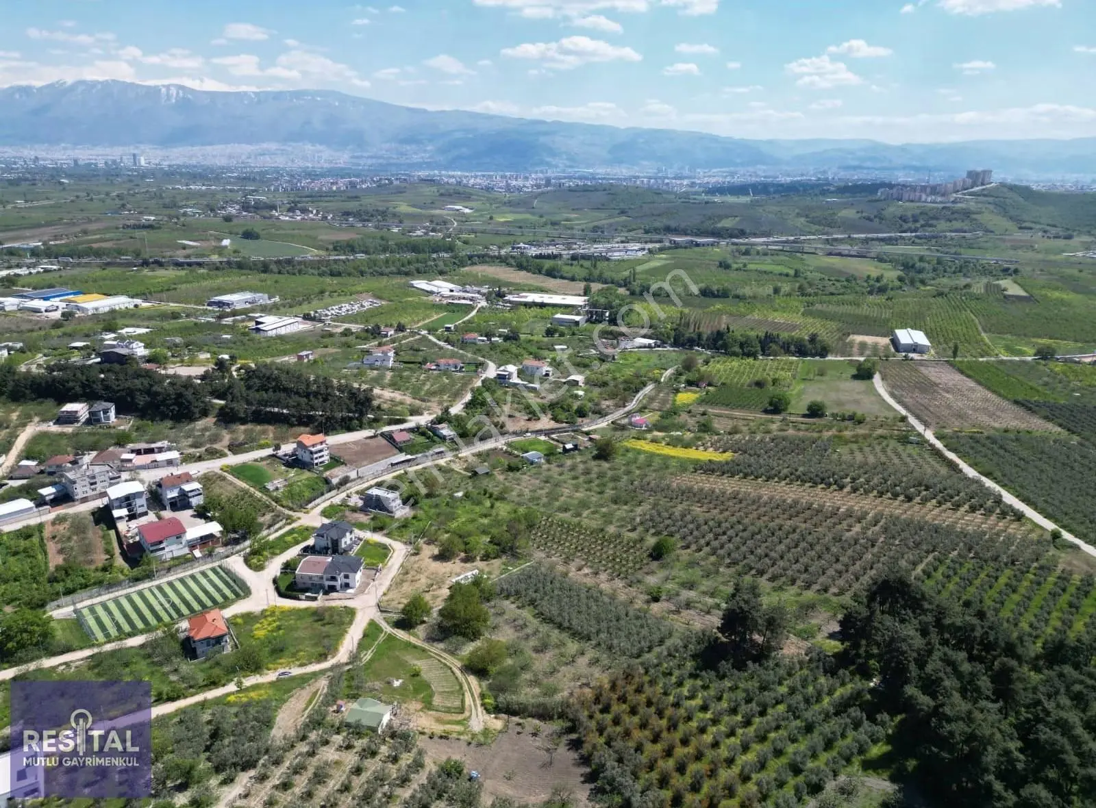 Rs Mutlu'dan Ahmetbey Köy'de Tek Tapu Satılık Zeytinlik