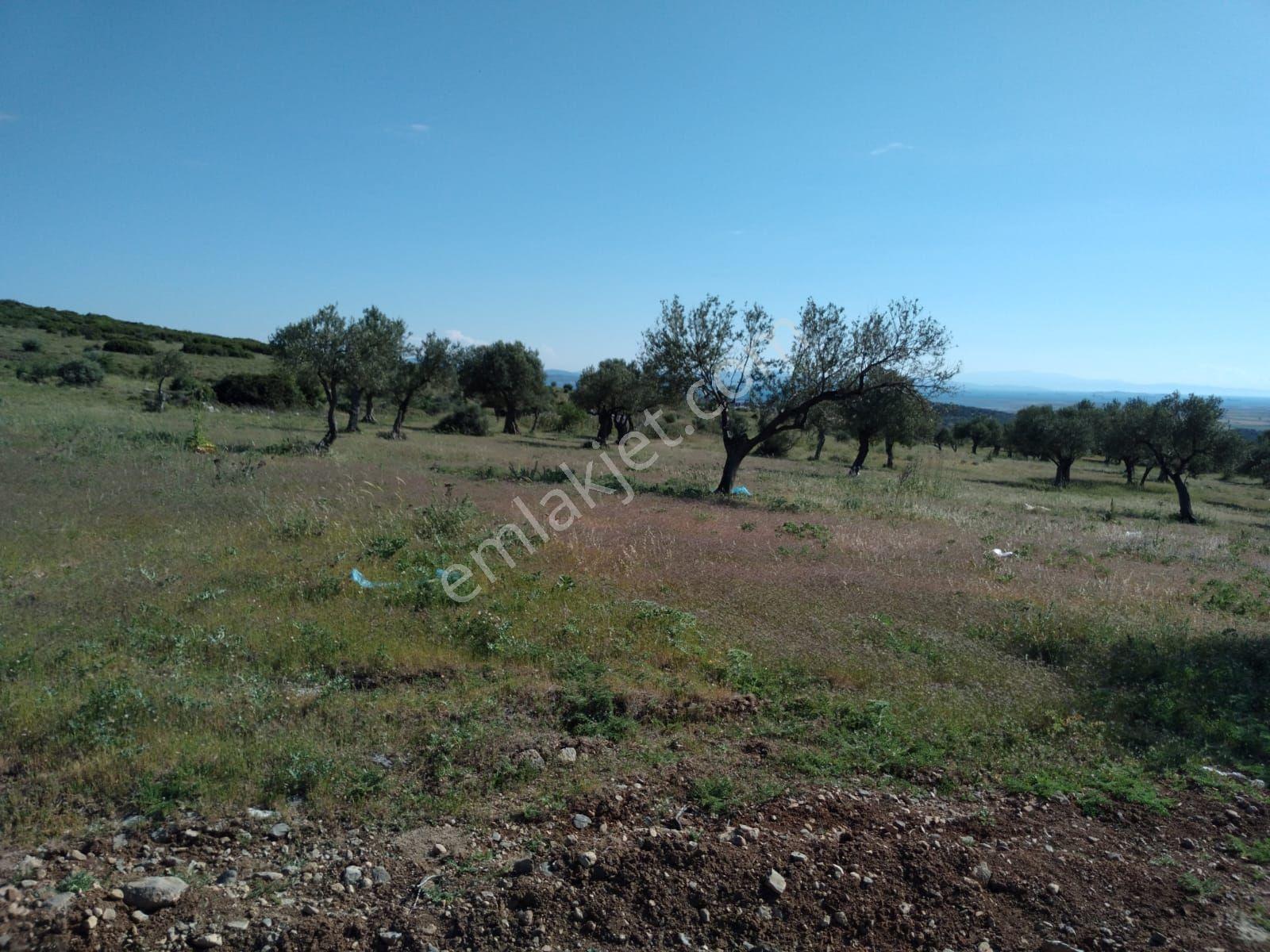 Bergama Zeytindağ Satılık Arsa - Görsel 13
