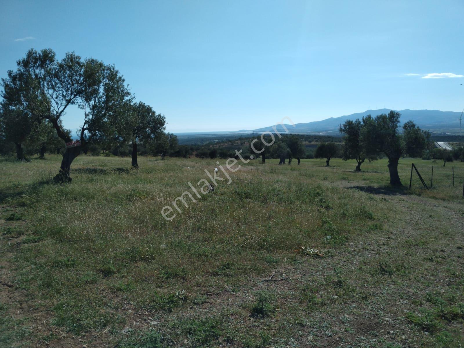 Bergama Zeytindağ Satılık Arsa - Görsel 3