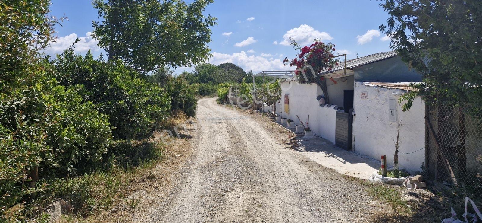 Hıdırlık Mah. Merkeze Yakın 2 Tapudan Oluşan Mandalina Bahçesi