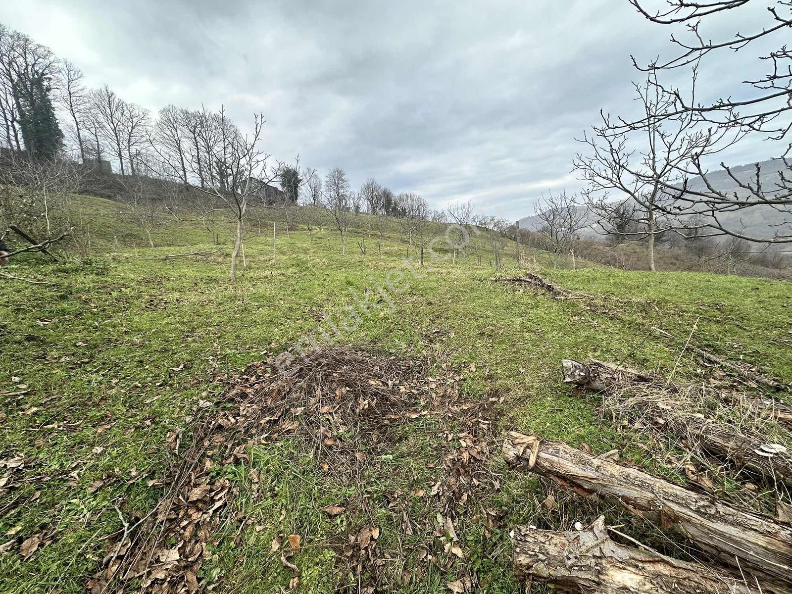 Yayla Gayrimenkulden Satılık Atakum Özörende 17000 M2 Tarla - Görsel 5