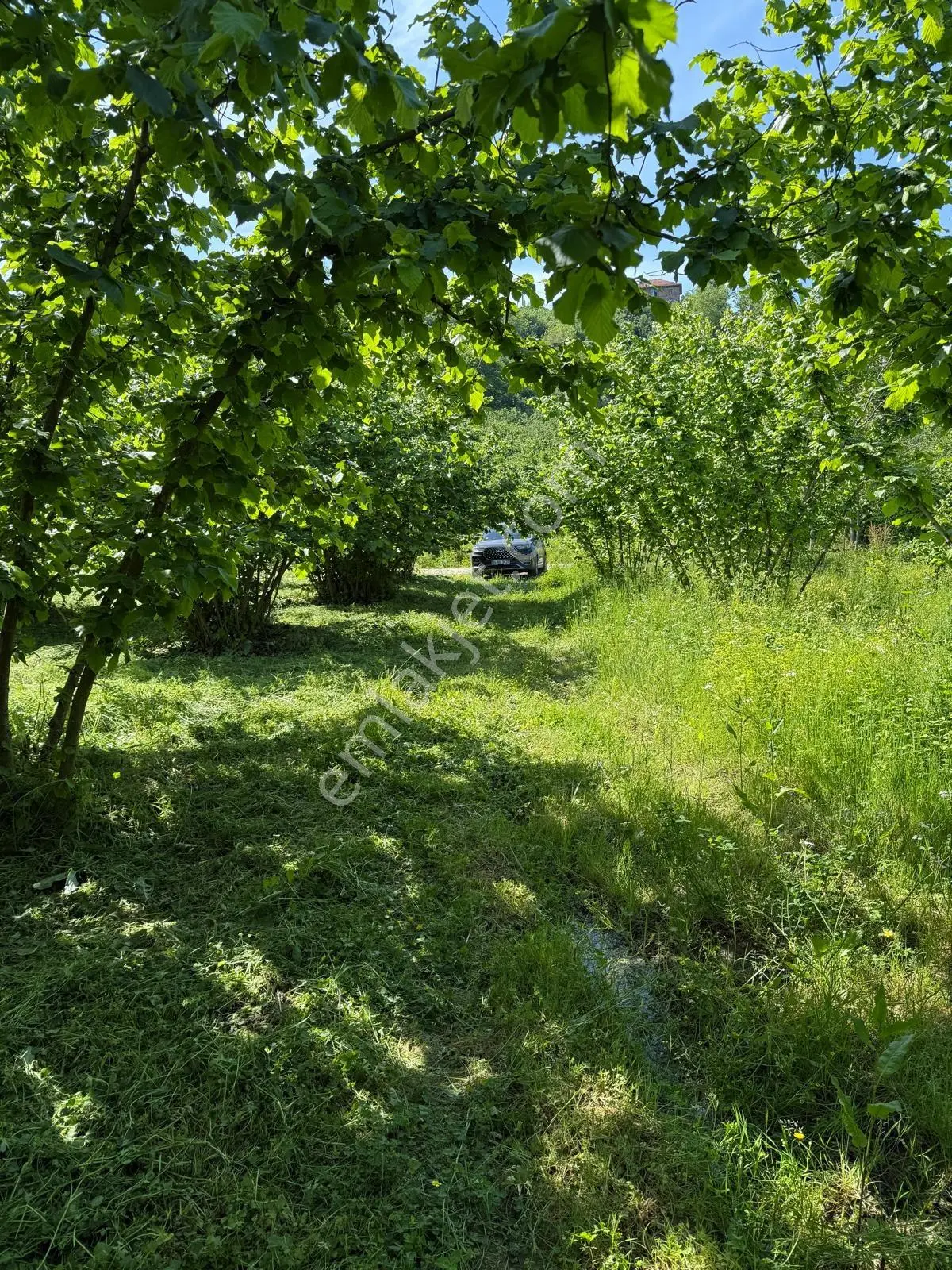 Sakarya Kocaali Satılık Fındıklık 2565 M2