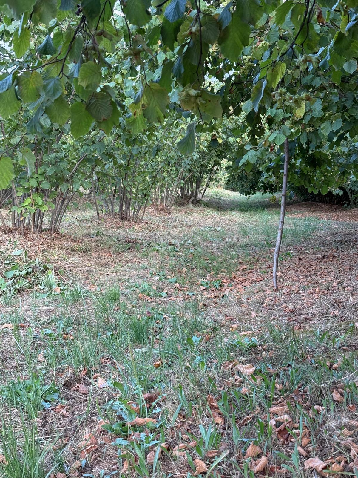 Sakarya Kocaali Satılık Fındıklık 2565 M2 - Görsel 5