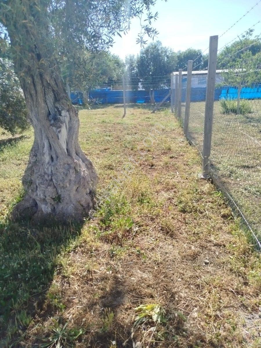 Aydın İncirliova Satılık Ve Kat Karşılığı Müstakil Tapulu Arsa - Görsel 5