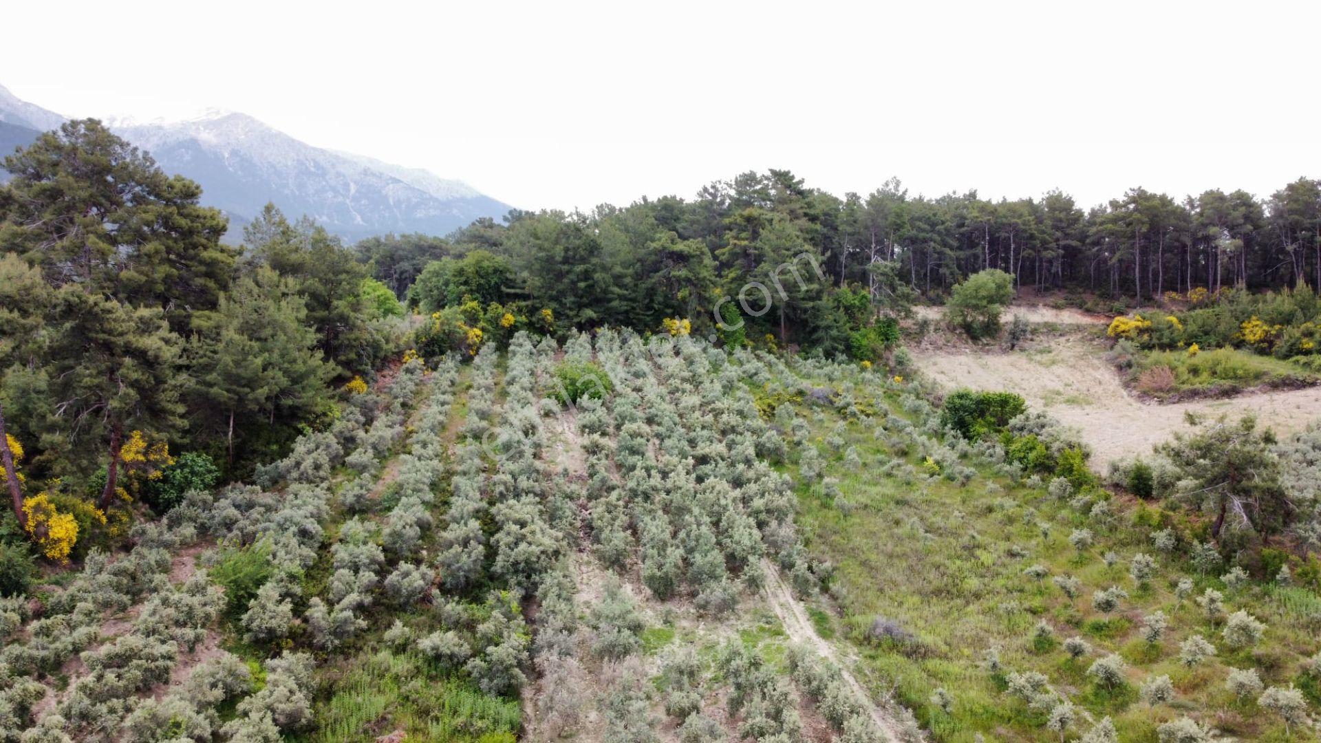 Stop’tan Seydikemer Yaka'da Doğa İle İç İçe, Yatırımlık Tarla! - Görsel 2
