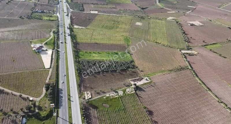 Ankara Asfaltına Cepheli 11180 M2 Zeytinlik - Görsel 7