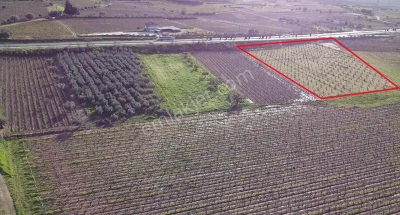Ankara Asfaltına Cepheli 11180 M2 Zeytinlik - Görsel 16