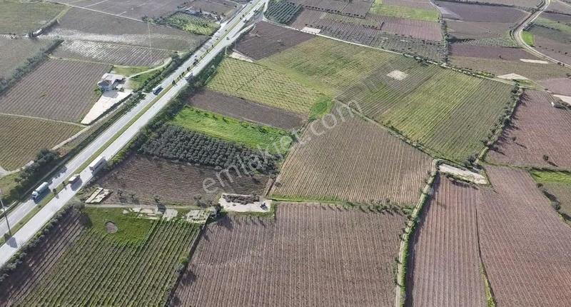 Ankara Asfaltına Cepheli 11180 M2 Zeytinlik - Görsel 18