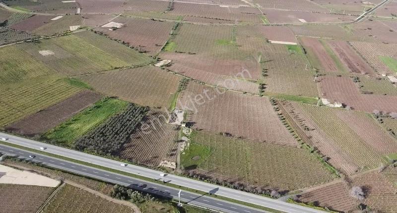 Ankara Asfaltına Cepheli 11180 M2 Zeytinlik - Görsel 21