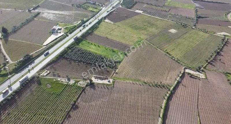 Ankara Asfaltına Cepheli 11180 M2 Zeytinlik - Görsel 15