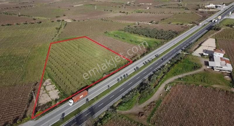 Ankara Asfaltına Cepheli 11180 M2 Zeytinlik - Görsel 6