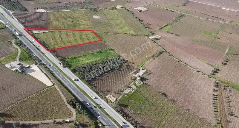 Ankara Asfaltına Cepheli 11180 M2 Zeytinlik - Görsel 9