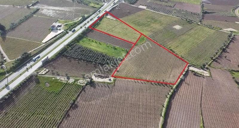 Ankara Asfaltına Cepheli 11180 M2 Zeytinlik - Görsel 17