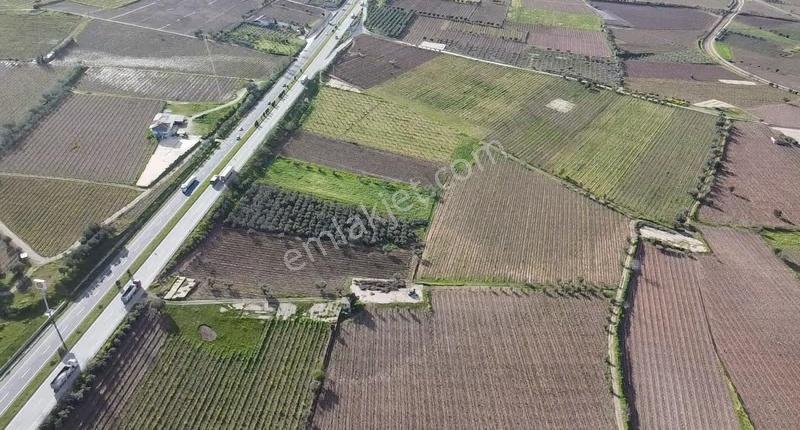 Ankara Asfaltına Cepheli 11180 M2 Zeytinlik - Görsel 14