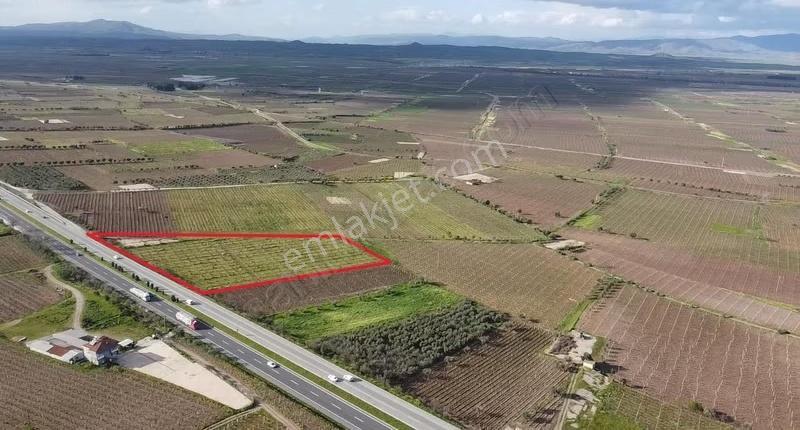 Ankara Asfaltına Cepheli 11180 M2 Zeytinlik - Görsel 2