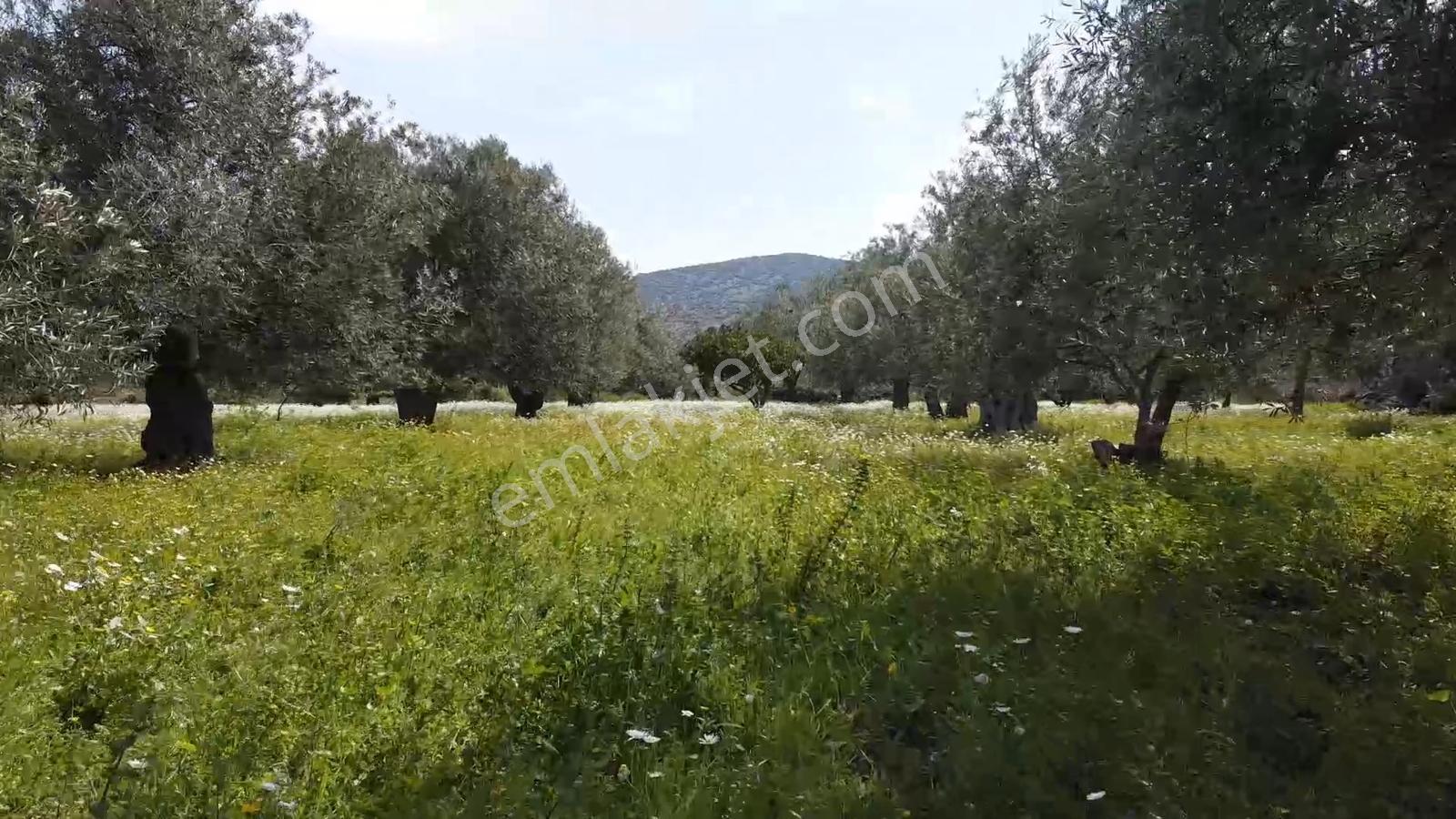 İzmir Dikili Bademli De Satılık 3906 M² Tek Tapu Arazi - Görsel 11