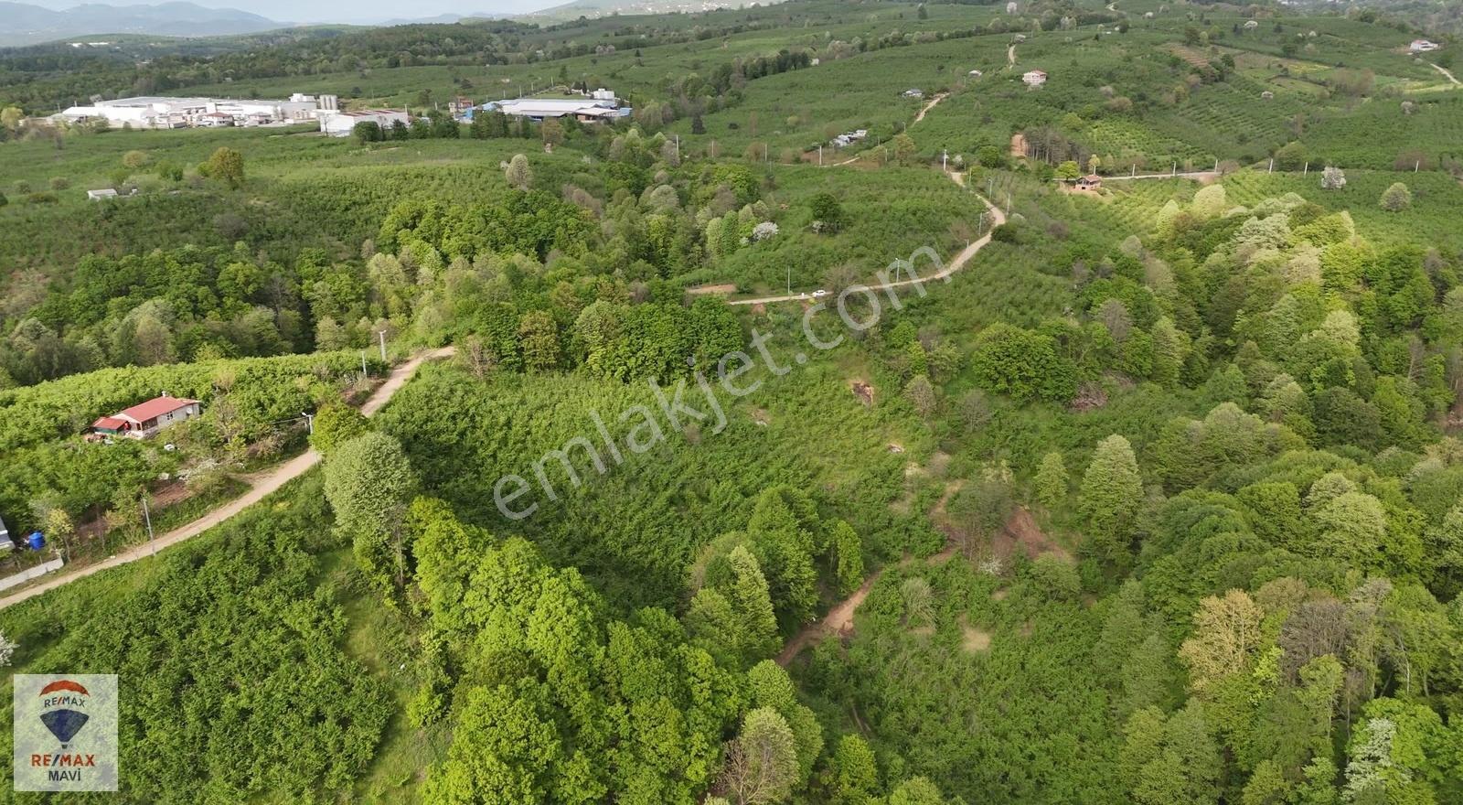 Hendek Çamlıcada Yerleşime Yakın | 12.350 M² Satılık Tarla - Görsel 10
