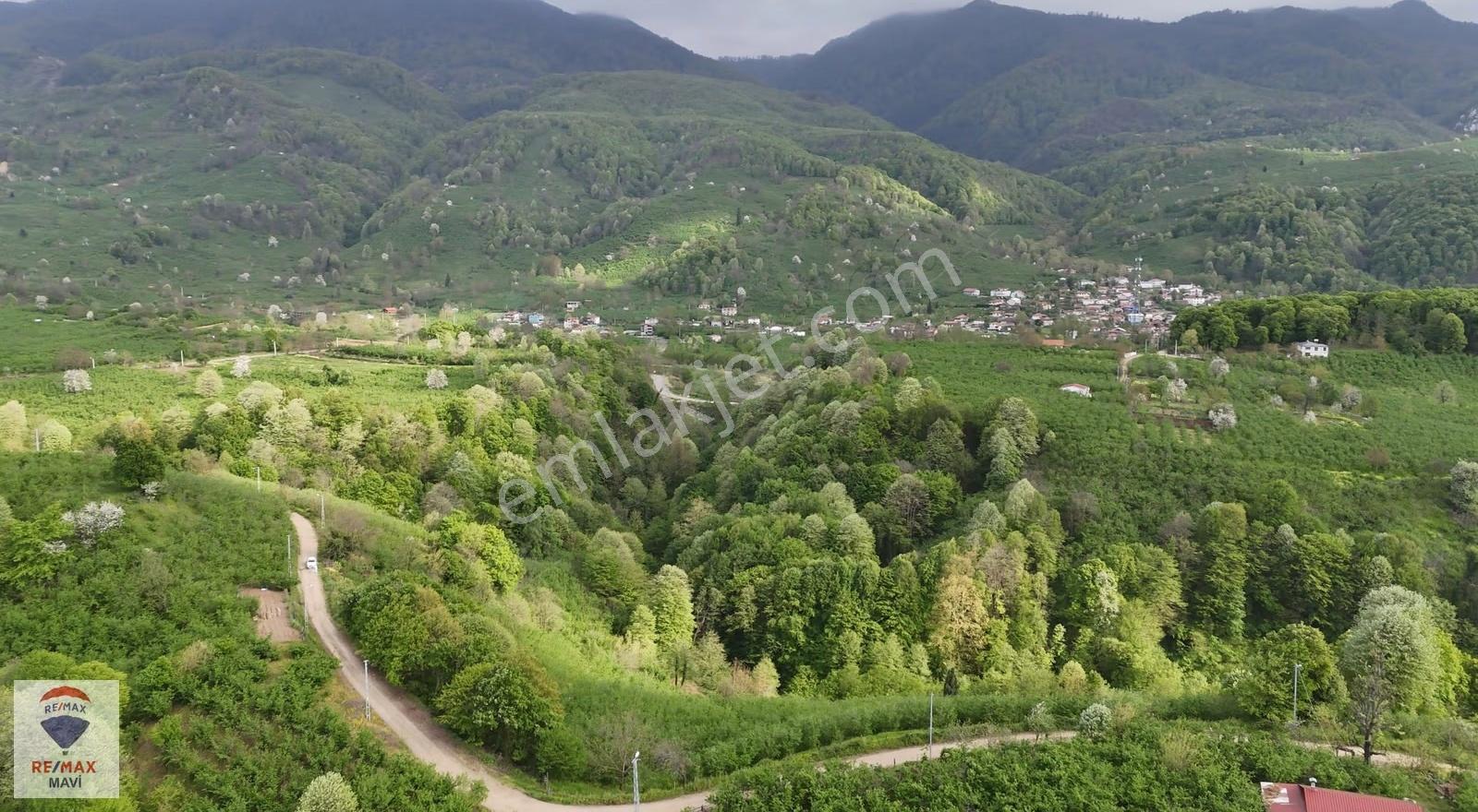 Hendek Çamlıcada Yerleşime Yakın | 12.350 M² Satılık Tarla - Görsel 2