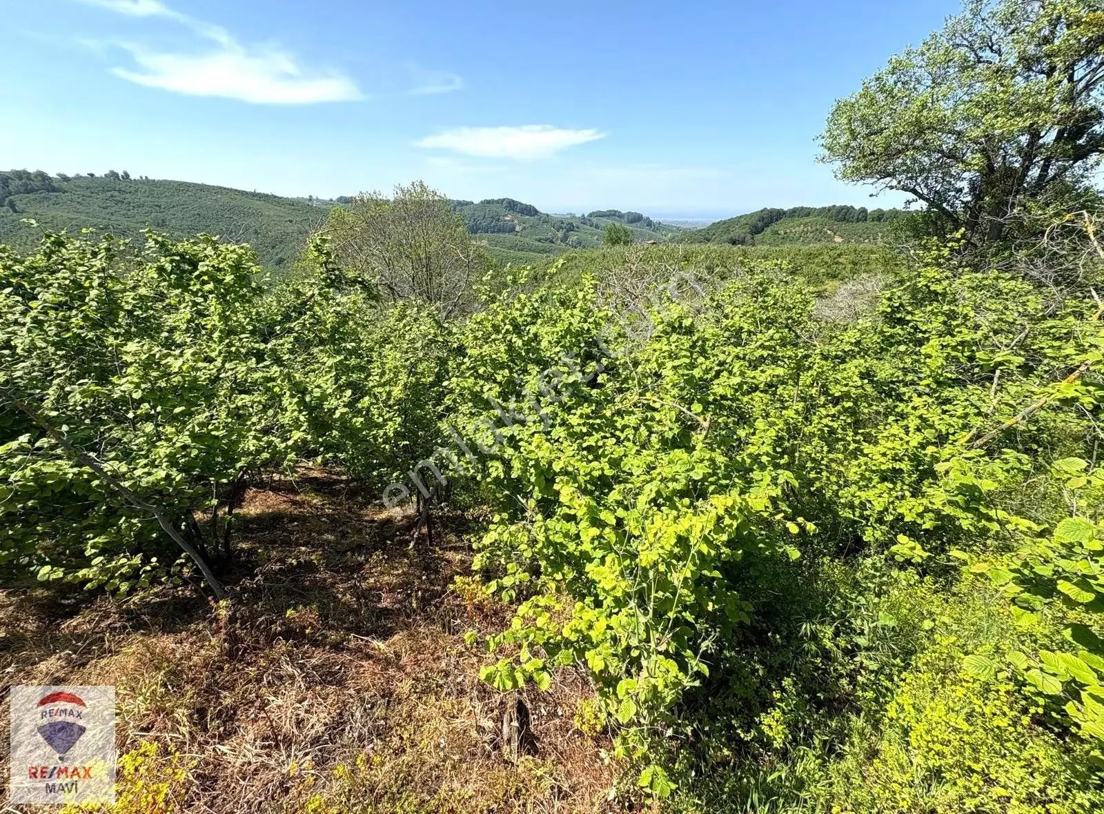 Kocaali Kozluk Mh Resmi Yola Cepheli 1.876m2 Fındık Bahçesi - Görsel 8