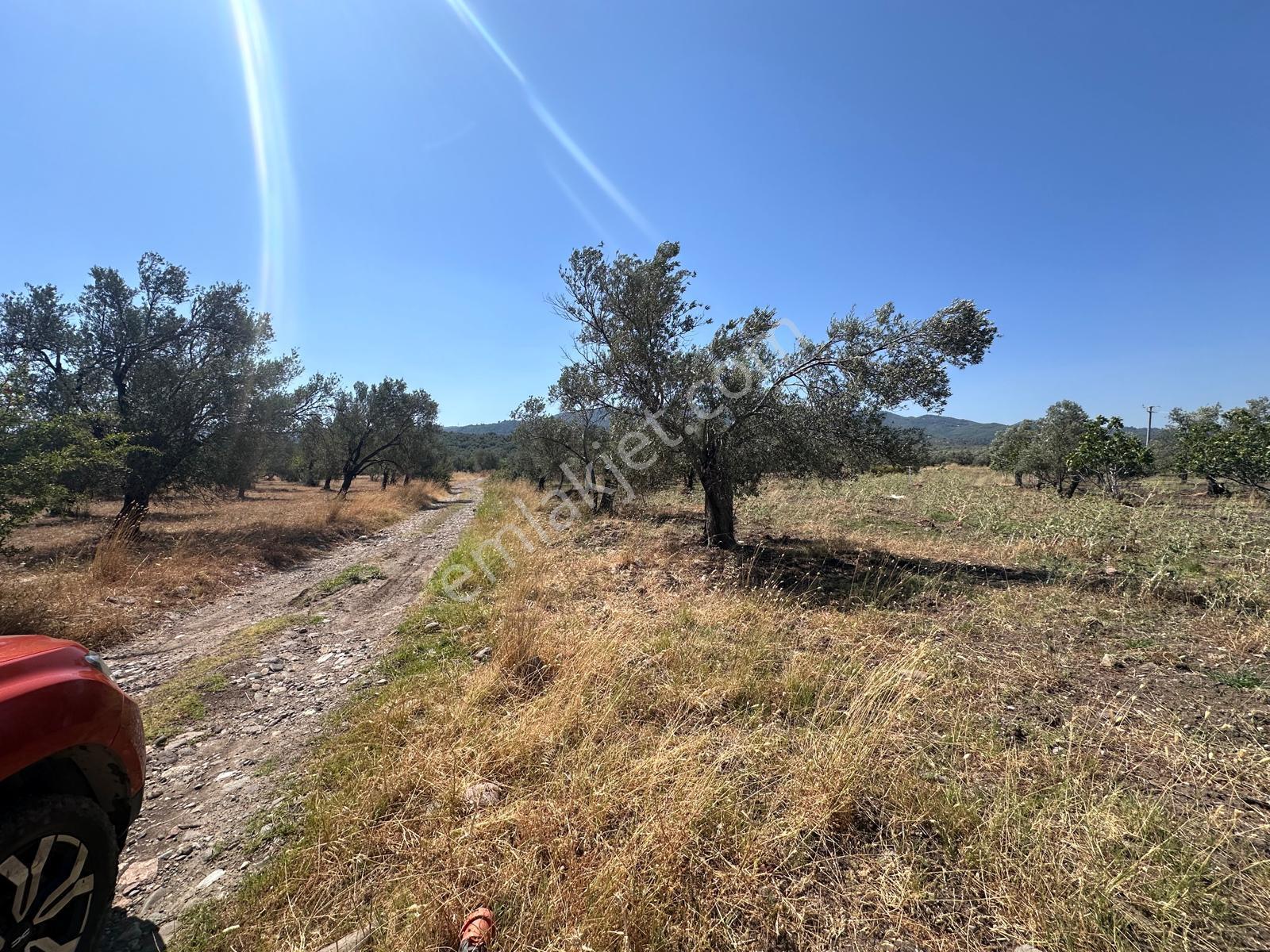 ▀mera Emlaktan Mescit'de Ana Asfalta 2. Parsel 9.960m2 Zeytinlik - Görsel 26