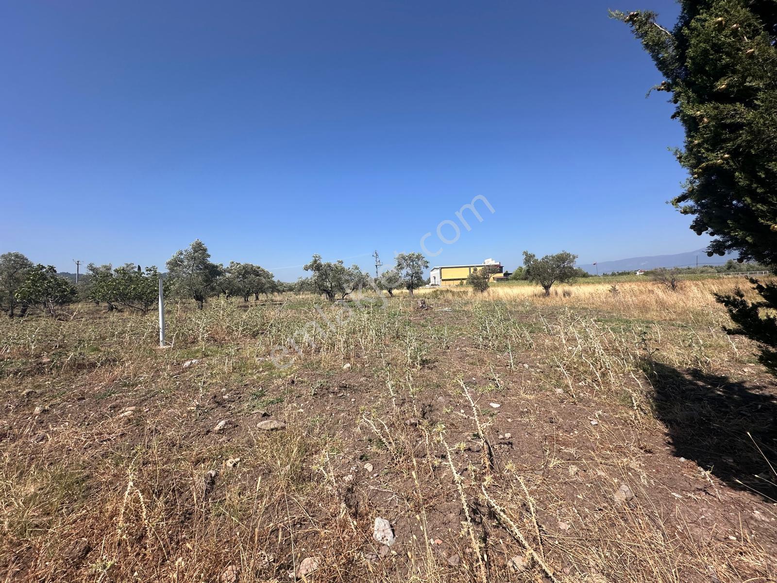 ▀mera Emlaktan Mescit'de Ana Asfalta 2. Parsel 9.960m2 Zeytinlik - Görsel 6