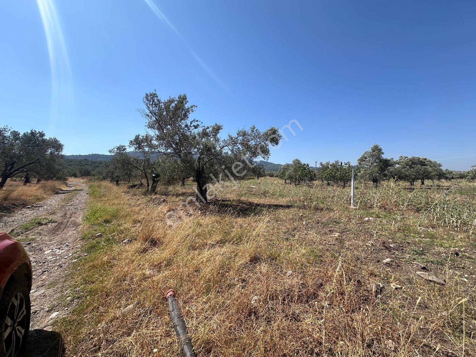 ▀mera Emlaktan Mescit'de Ana Asfalta 2. Parsel 9.960m2 Zeytinlik - Görsel 22