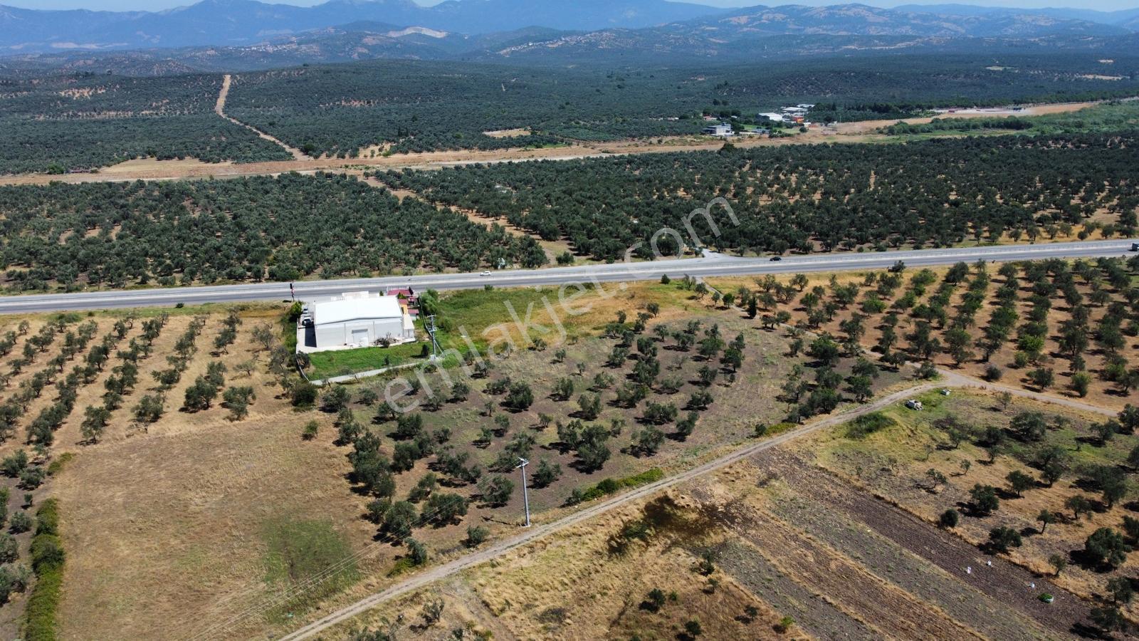 ▀mera Emlaktan Mescit'de Ana Asfalta 2. Parsel 9.960m2 Zeytinlik - Görsel 3