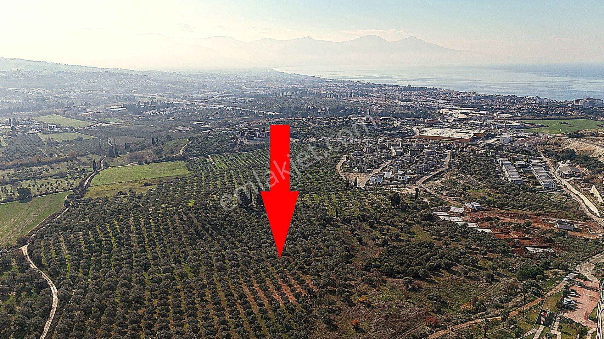 Kuşadası Avm Karşısında Yatırıma Uygun Satılık Zeytinlik - Görsel 9