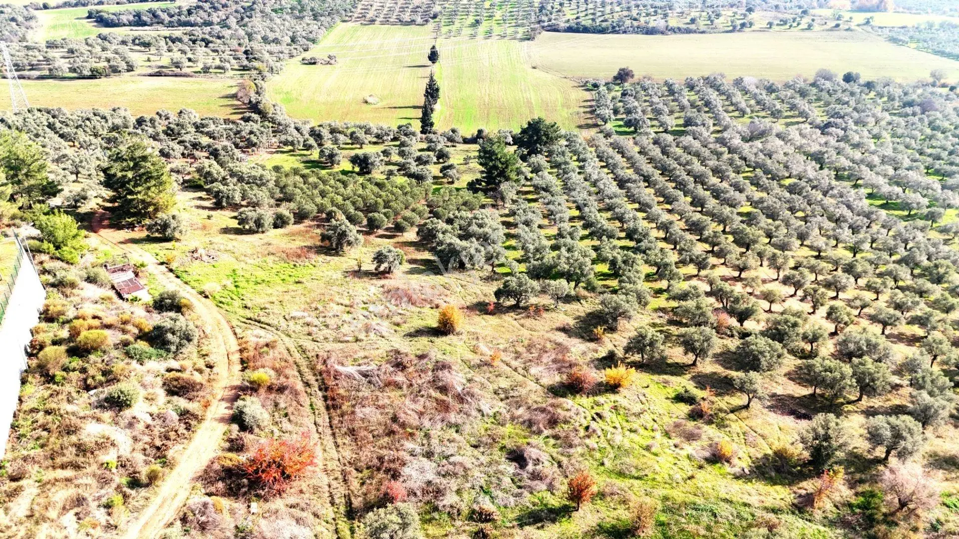 Kuşadası Avm Karşısında Yatırıma Uygun Satılık Zeytinlik - Görsel 5