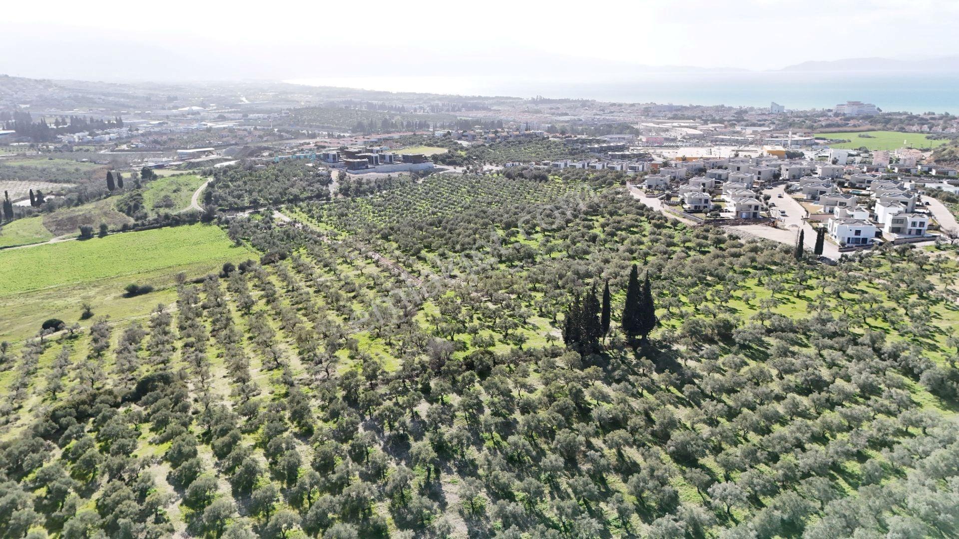 Kuşadası Avm Karşısında Yatırıma Uygun Satılık Zeytinlik - Görsel 29