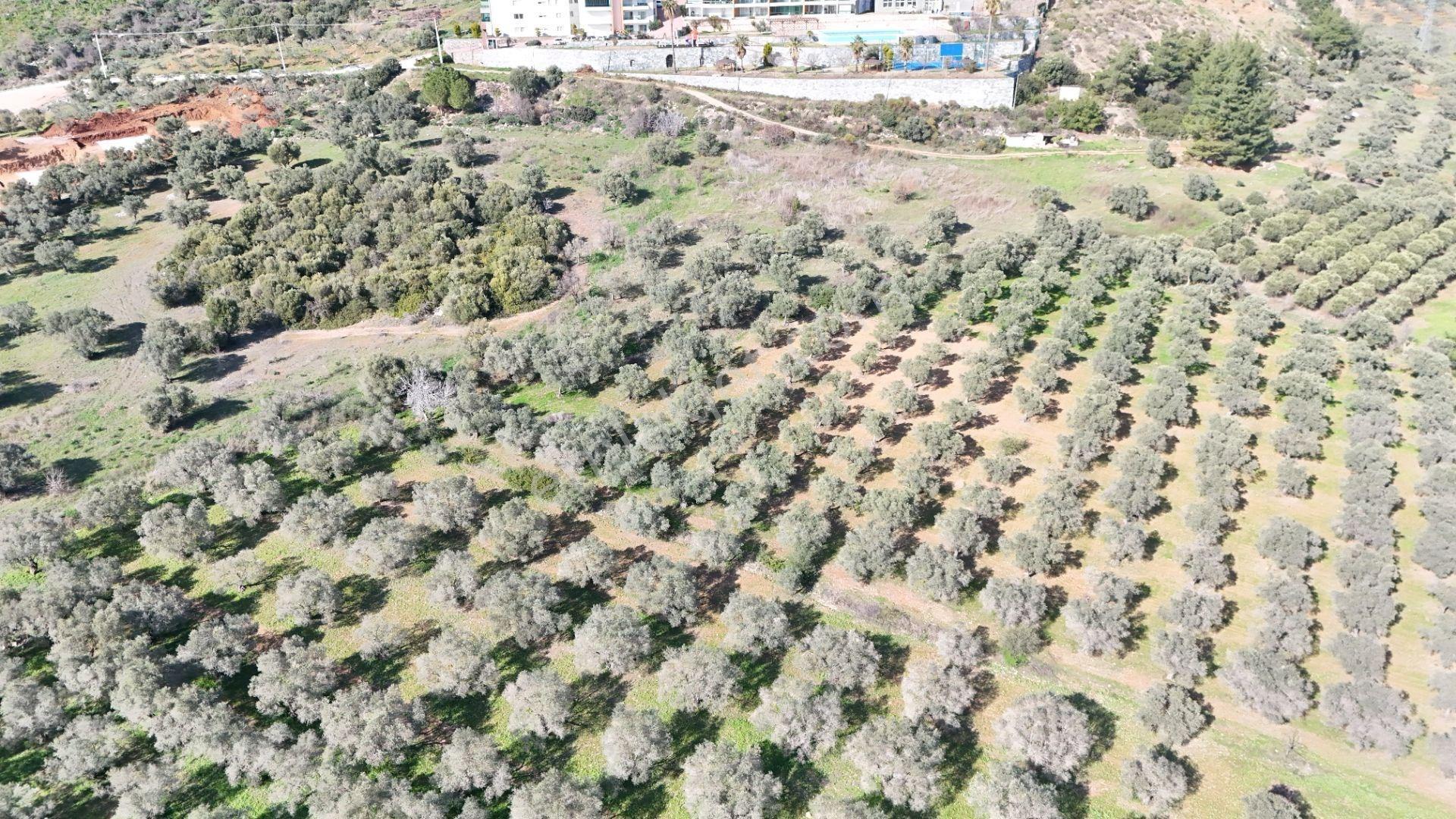 Kuşadası Avm Karşısında Yatırıma Uygun Satılık Zeytinlik - Görsel 23