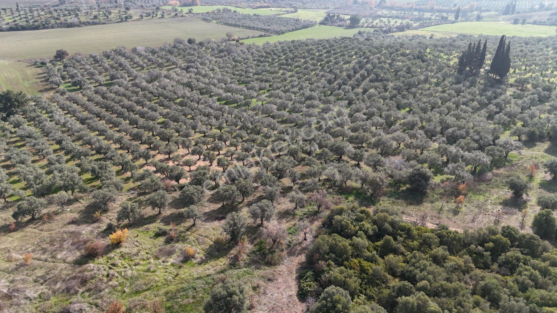 Kuşadası Avm Karşısında Yatırıma Uygun Satılık Zeytinlik - Görsel 4