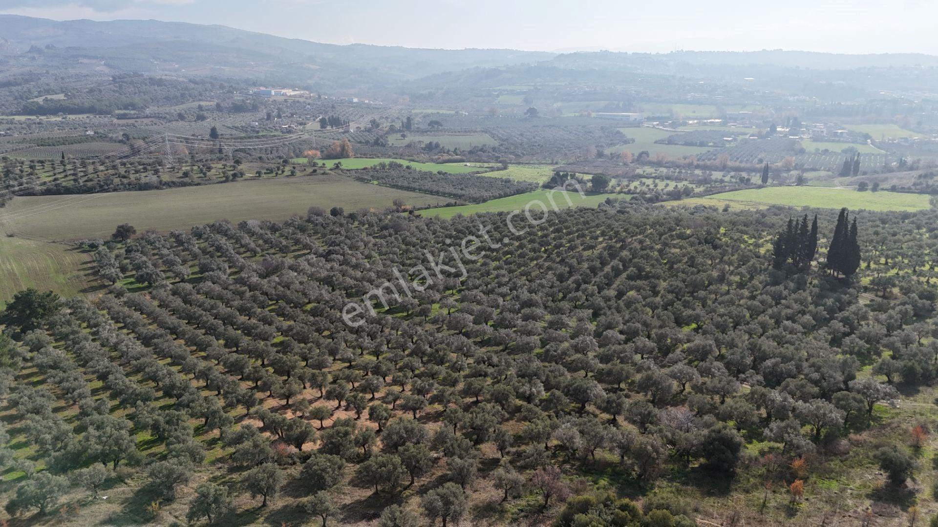 Kuşadası Avm Karşısında Yatırıma Uygun Satılık Zeytinlik - Görsel 3