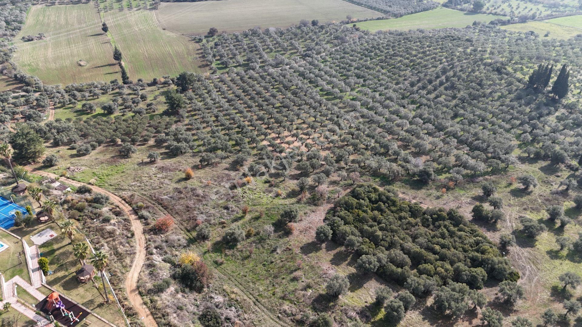 Kuşadası Avm Karşısında Yatırıma Uygun Satılık Zeytinlik - Görsel 7