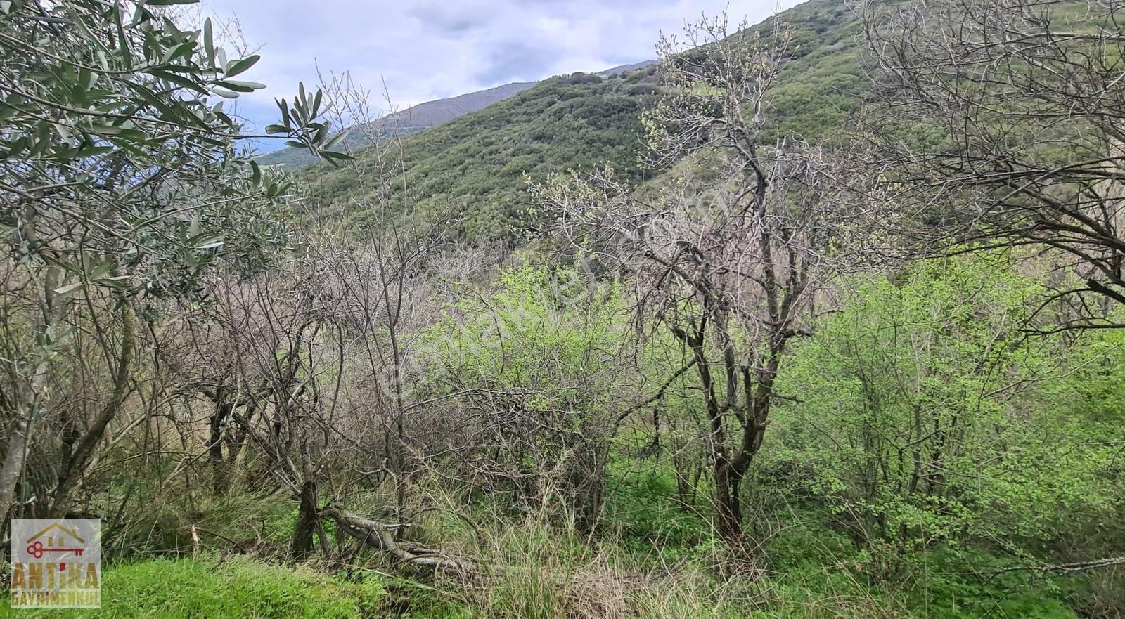 Antika'dan Ödemiş'e 9 Km Mesafede Satılık Fırsat Zeytinlik - Görsel 8
