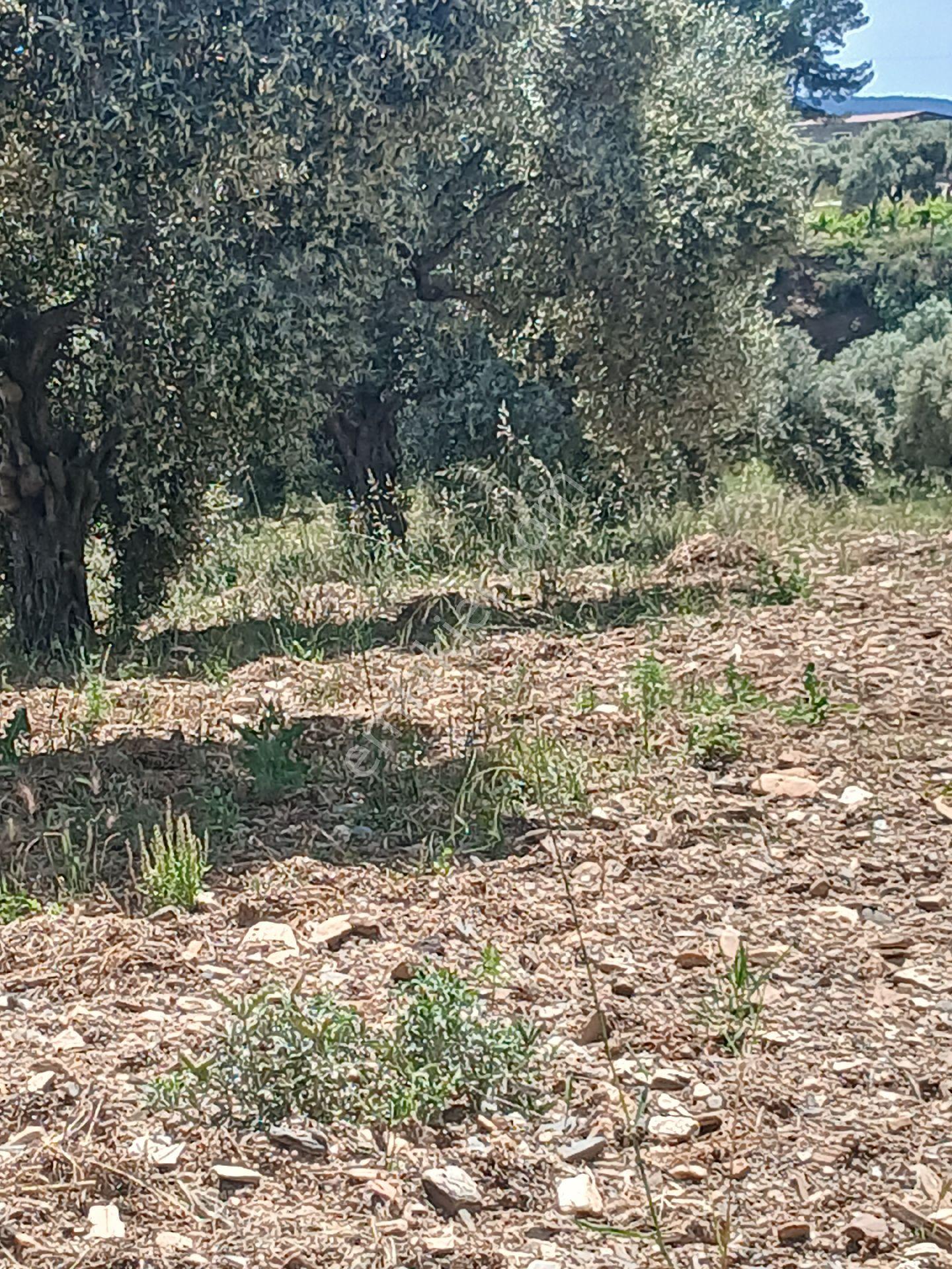 İzmir Torbalı Karakızlarda 10.265m2 Tek Tapu Zeytinlik Satılık - Görsel 8