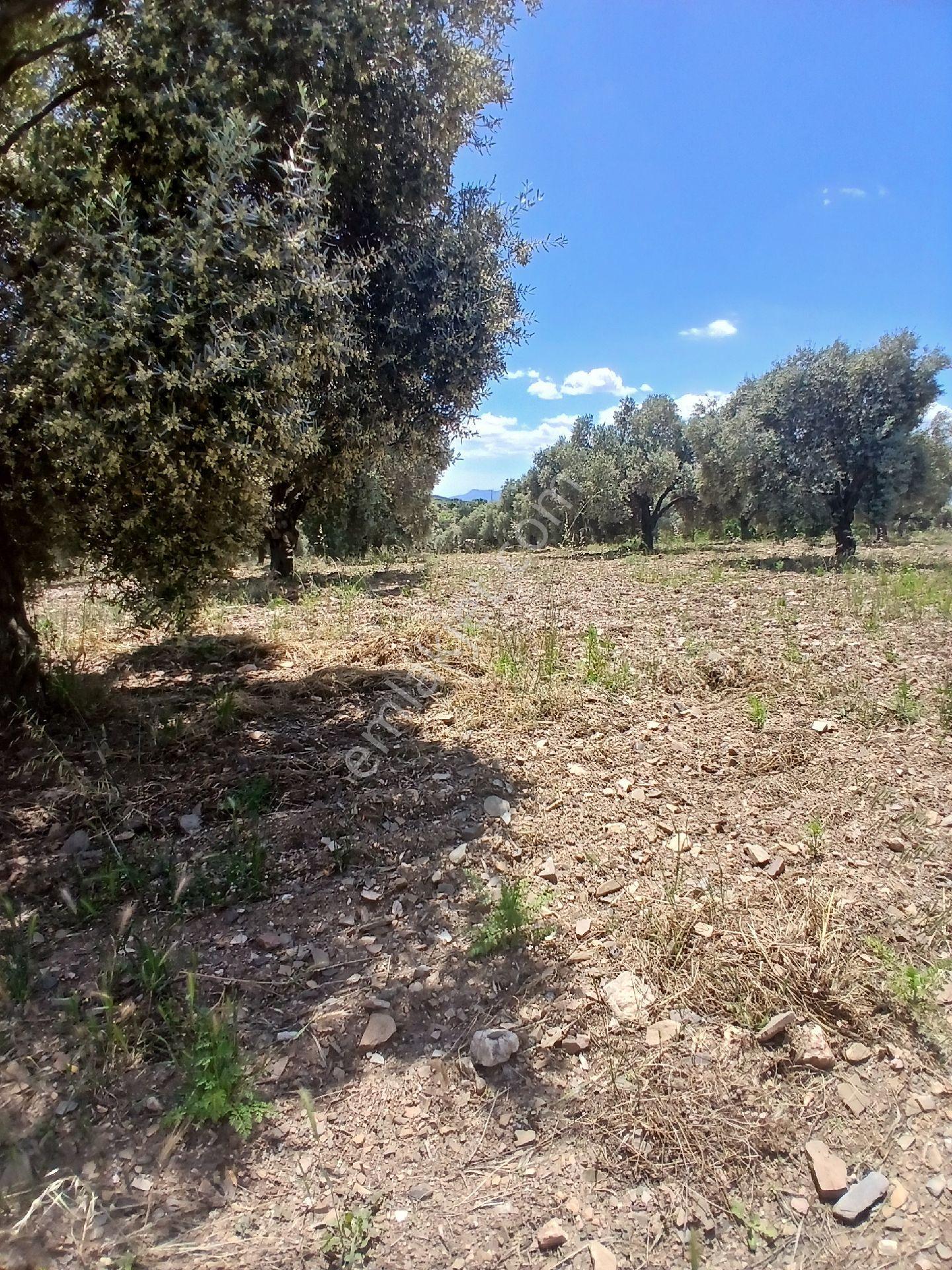 İzmir Torbalı Karakızlarda 10.265m2 Tek Tapu Zeytinlik Satılık - Görsel 28