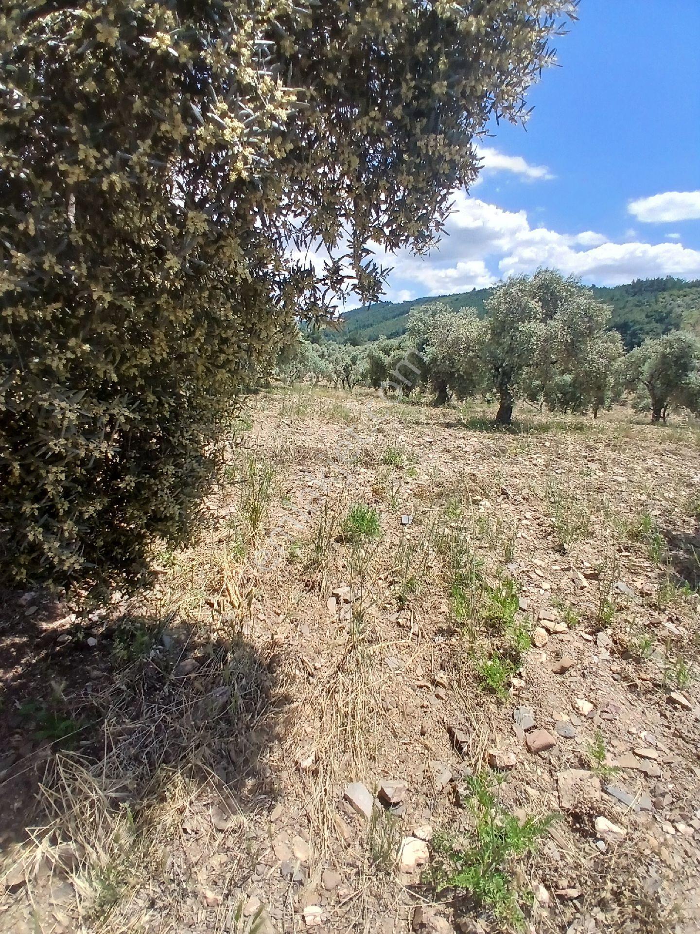İzmir Torbalı Karakızlarda 10.265m2 Tek Tapu Zeytinlik Satılık - Görsel 17