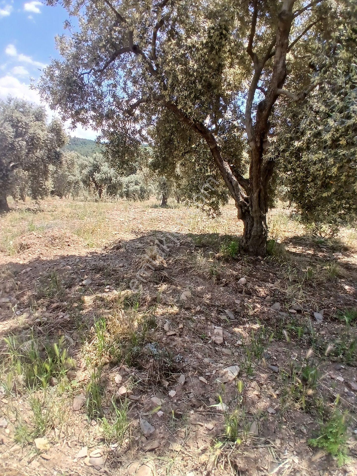 İzmir Torbalı Karakızlarda 10.265m2 Tek Tapu Zeytinlik Satılık - Görsel 26
