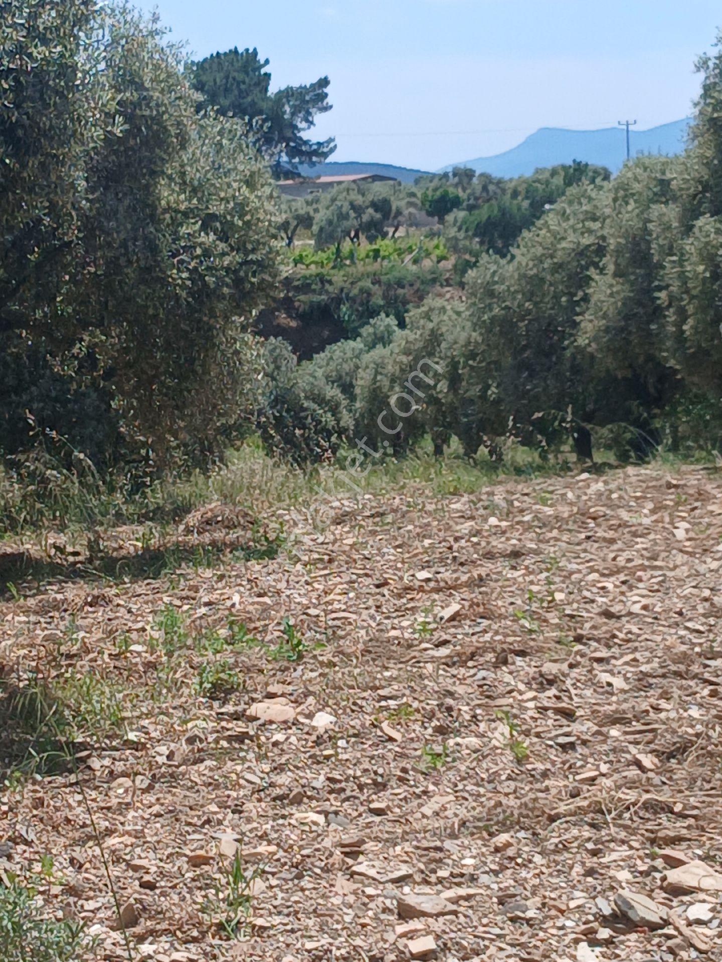 İzmir Torbalı Karakızlarda 10.265m2 Tek Tapu Zeytinlik Satılık - Görsel 7