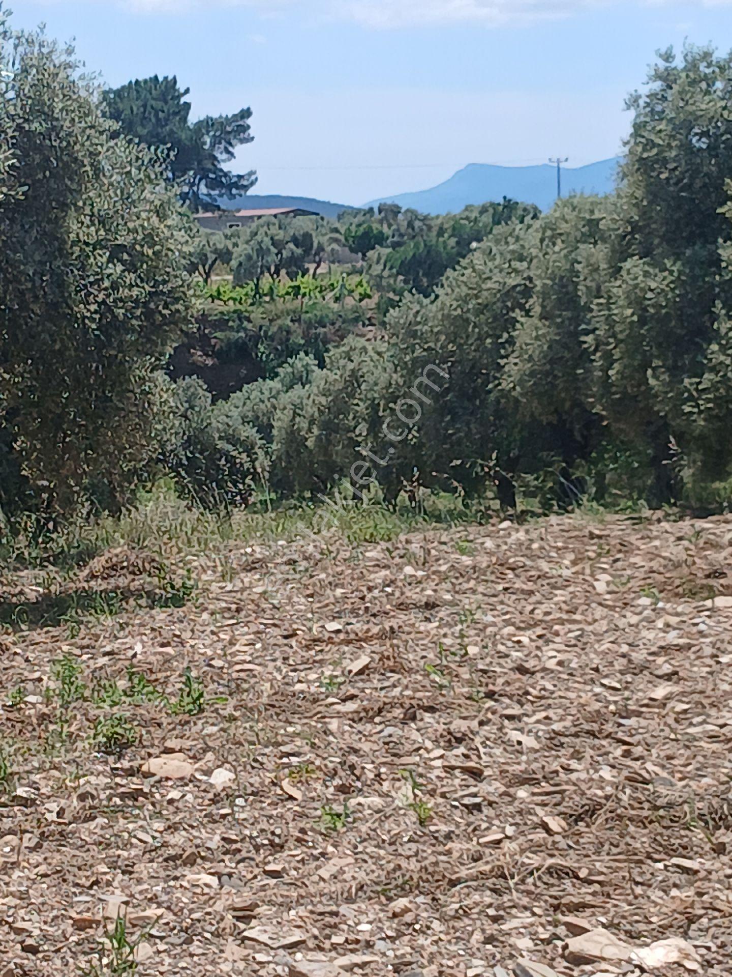 İzmir Torbalı Karakızlarda 10.265m2 Tek Tapu Zeytinlik Satılık - Görsel 13