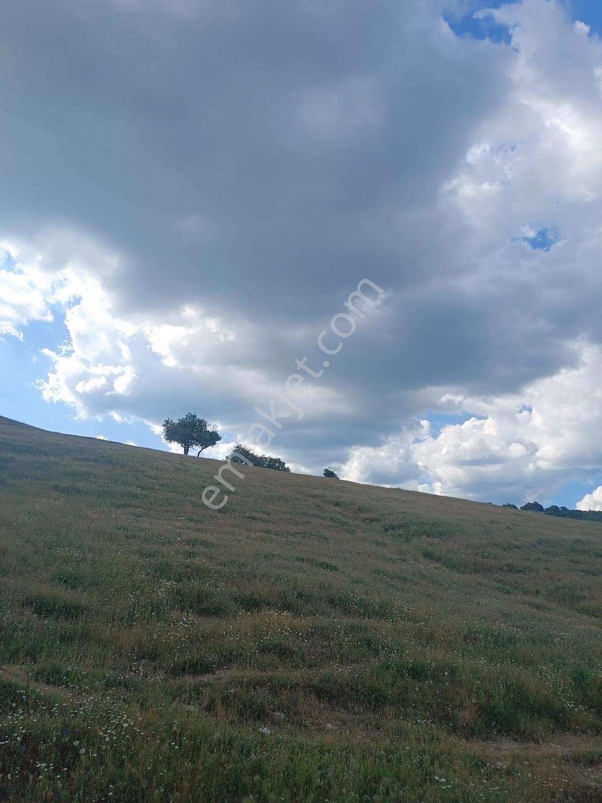 Newcıty Emlaktan Kuzuluda 39.106 M2 Satılık Tarla - Görsel 6