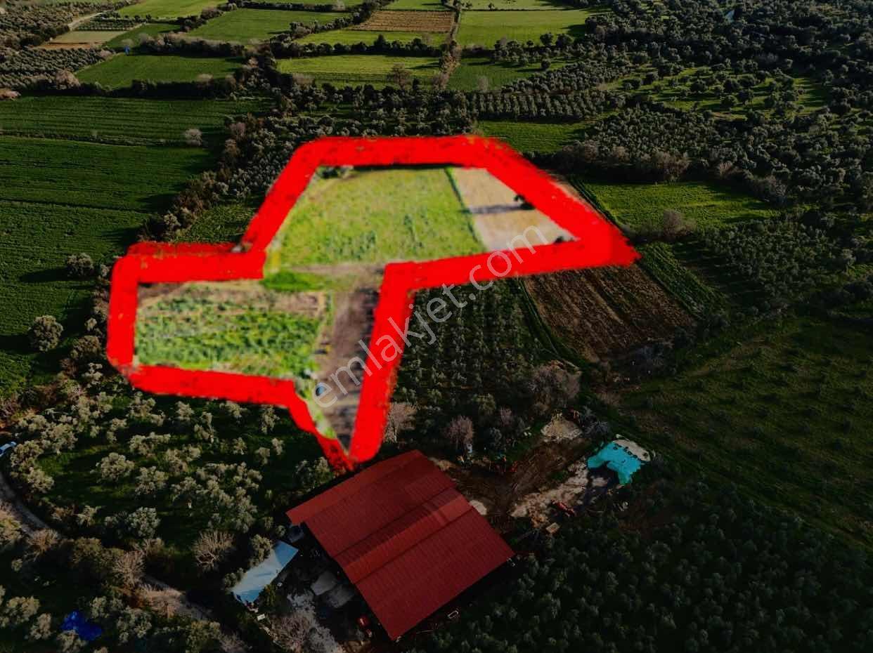 Tire Gökçen'de 10.257m² Satılık Tarla - Zeytin Ağaçlı