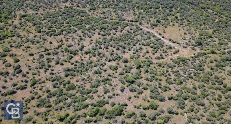 İzmir Aliağa Kalabak Köyünde Doğayla İç İçe Satılık Verimli Tar - Görsel 6