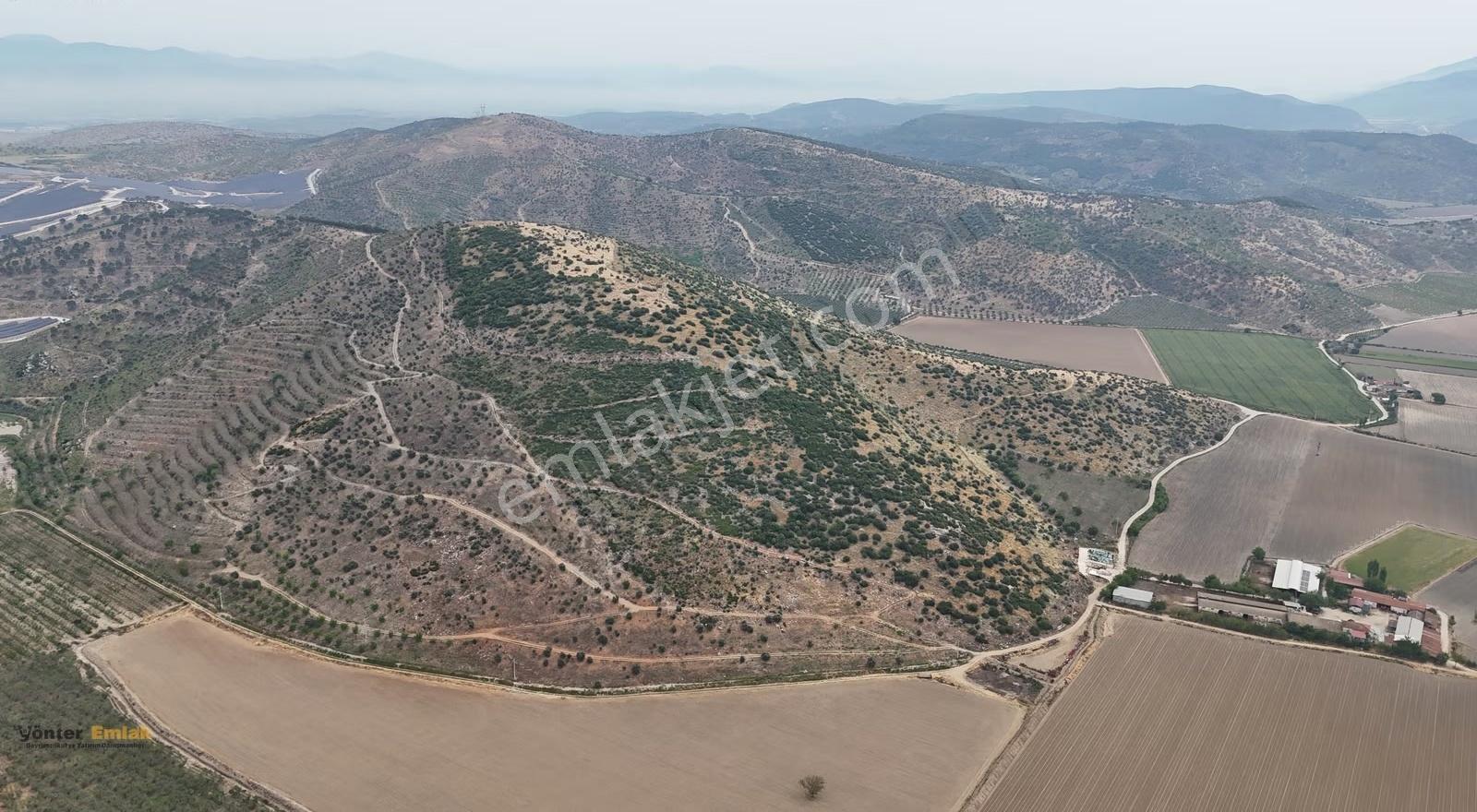 Yönter Emlak'tan Asfalta Cephe 286 Dönüm Dev Zeytin Bahçesi! - Görsel 4