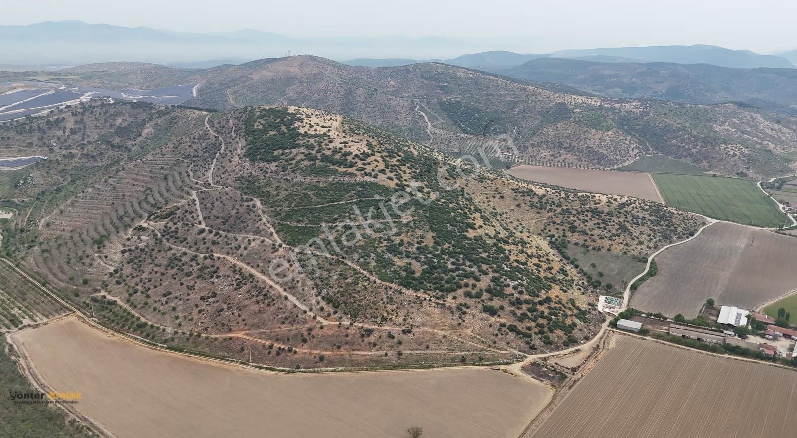 Yönter Emlak'tan Asfalta Cephe 286 Dönüm Dev Zeytin Bahçesi! - Görsel 5
