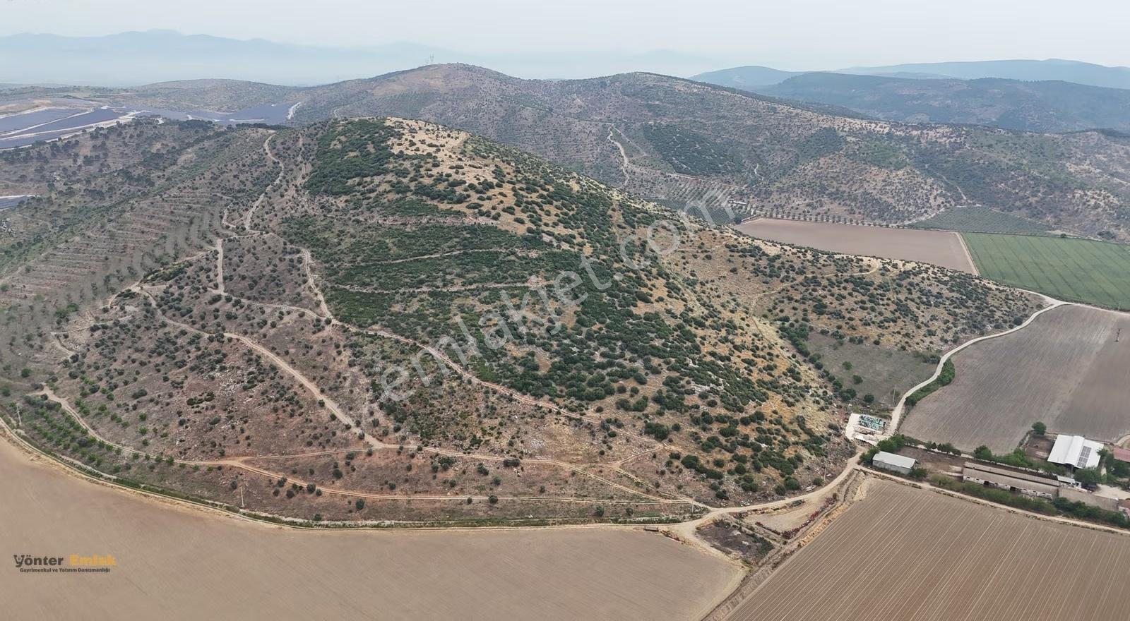 Yönter Emlak'tan Asfalta Cephe 286 Dönüm Dev Zeytin Bahçesi! - Görsel 12