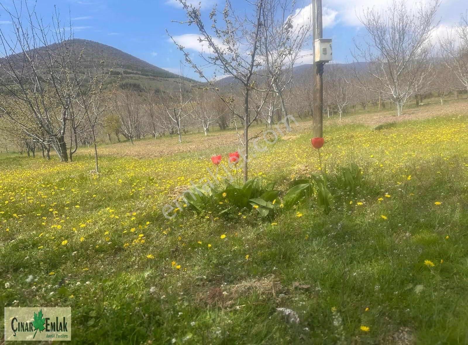 Çınar Emlak'tan Satılık Tarla-arazi - Görsel 8