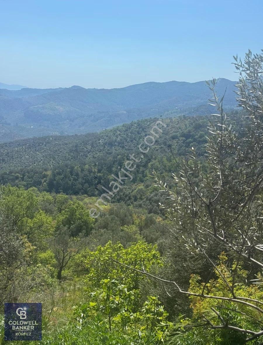 Adatepede Deniz Manzaralı Satılık Tarla /zeytinlik - Görsel 9