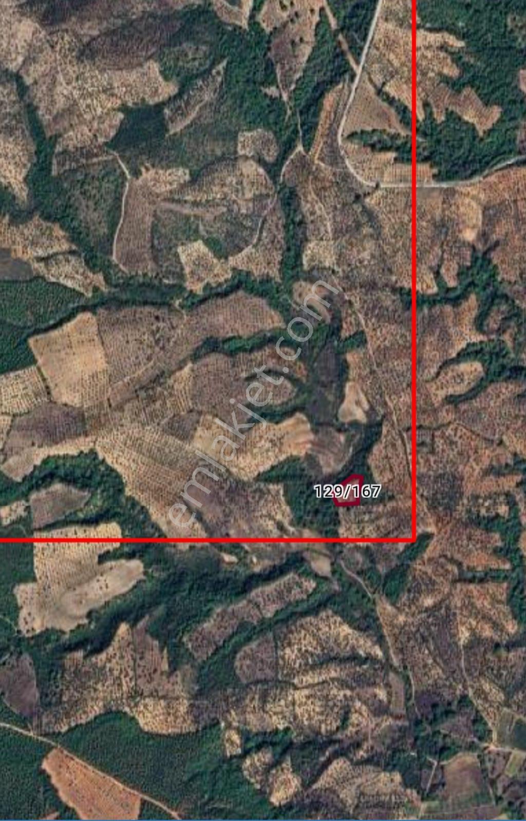 & Kerim'den Satılık Bayramiç'de Yatırımlık Zeytinlik - Görsel 3